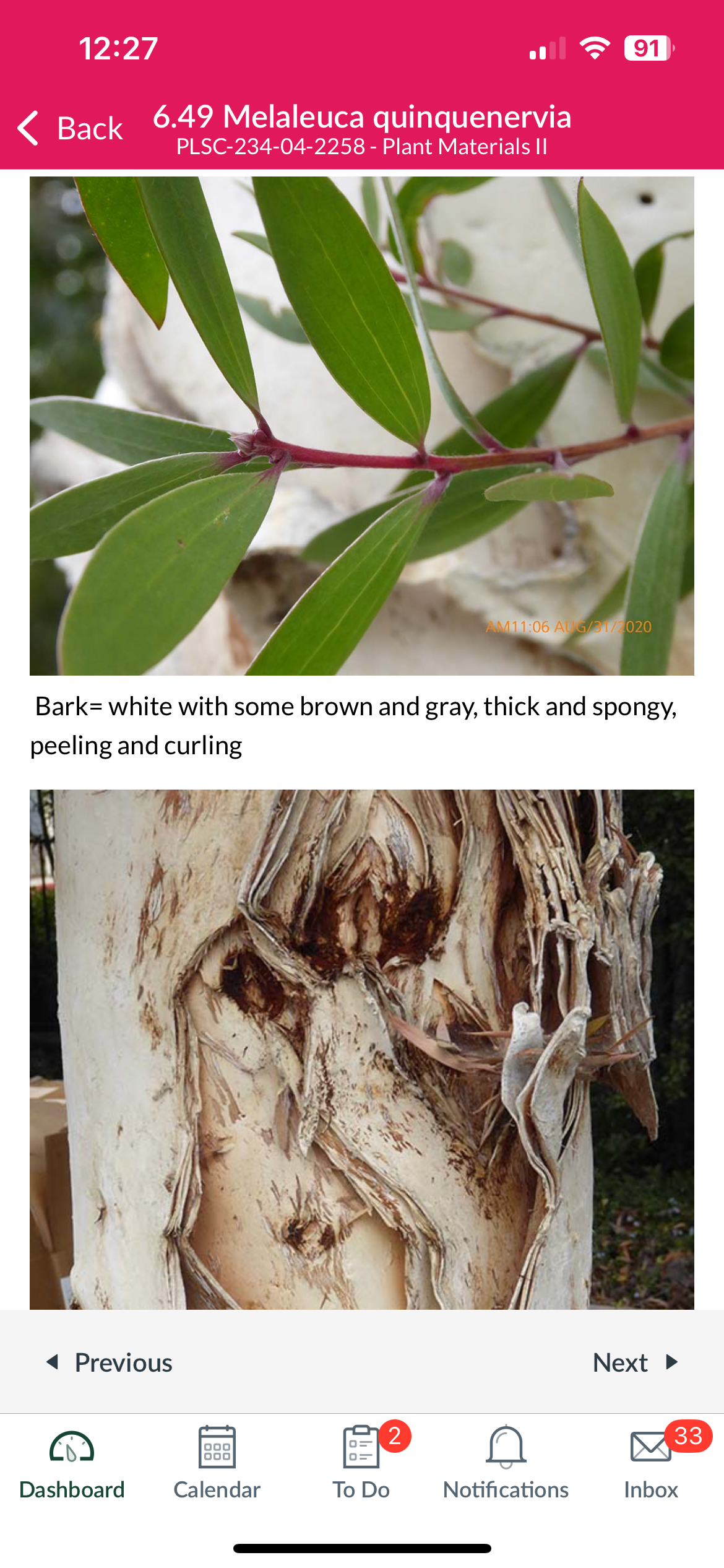 <p>Paperbark tree</p>