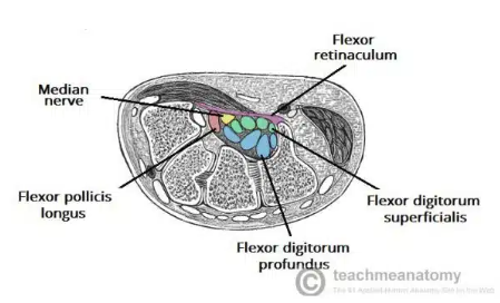 <ul><li><p>A narrow passageway found on anterior portion of the wrist</p></li><li><p>Is the entrance to the palm for several tendons and the median nerve</p></li></ul><p></p>