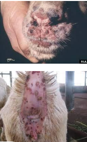 <p>Sheep Pox and Goat Pox</p>