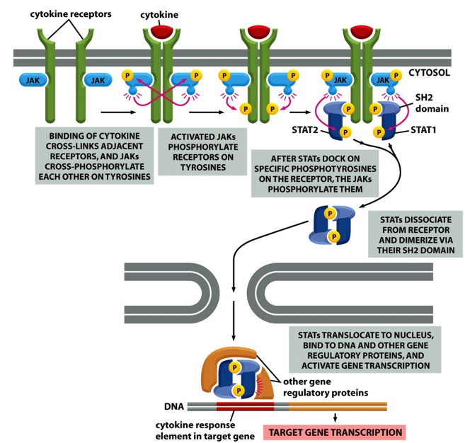 
1. Transmembrane cytokine receptors (with JAK bound) **bind ligand** and **dimerize**. 
2. **JAKs phosphorylate** each other.
3. JAKs **phosphorylate the receptor** that they are attached to. This creates a binding site for STAT.
4. **STAT binds** to receptors.
5. JAKs **phosphorylate nearby STATs**.
6. **STATs dissociate** from receptors and **dimerize**.
7. STATs **localize to nucleus** and bind to DNA and other regulatory proteins (affect gene transcription).