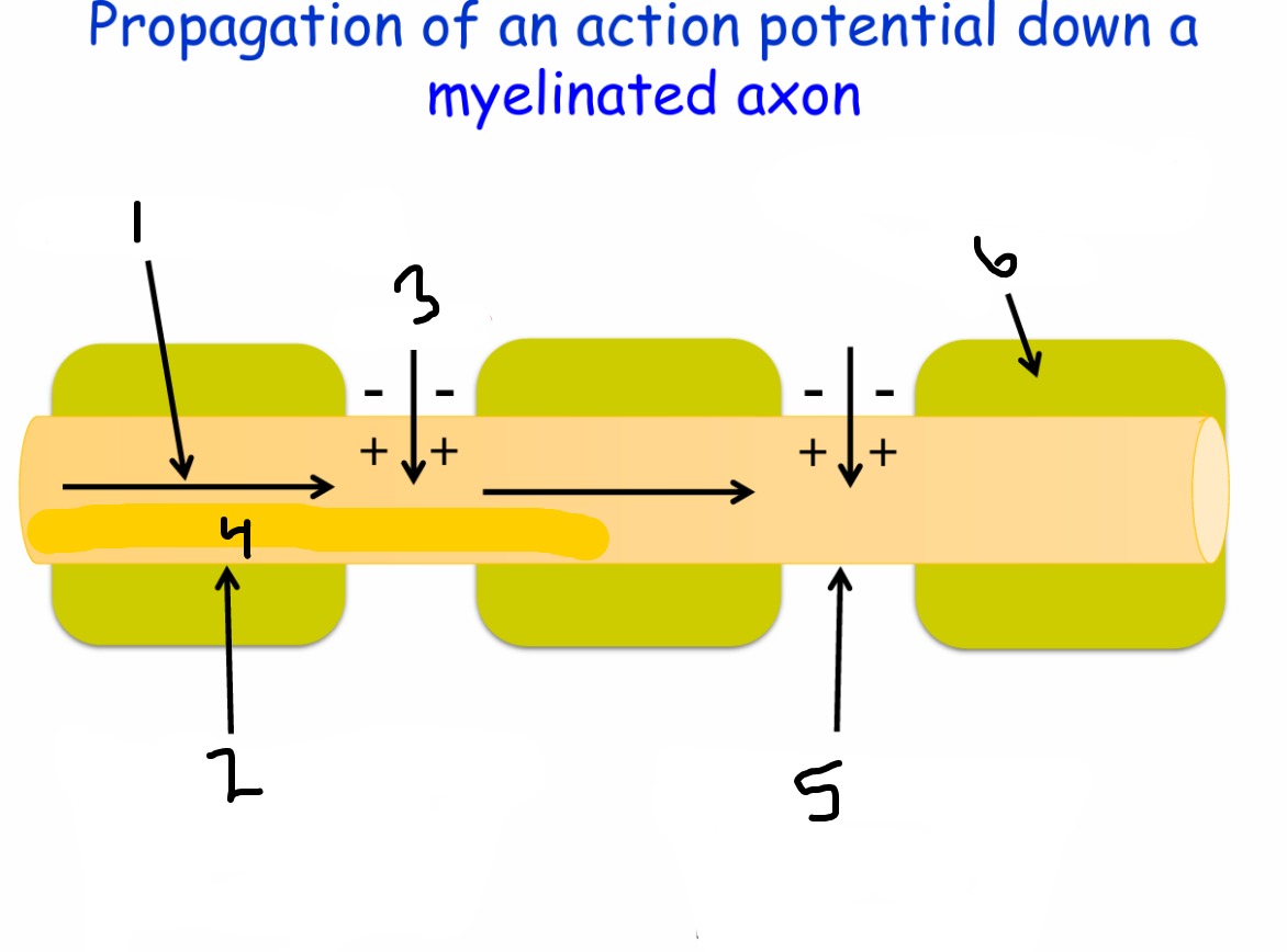 <p>Propagation of an action potential down a myelinated axon</p>