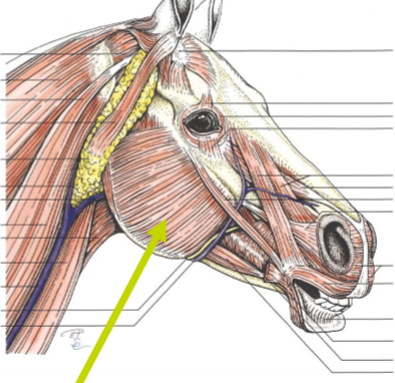 <p>Pil, O (ca), O (eq) , I</p>