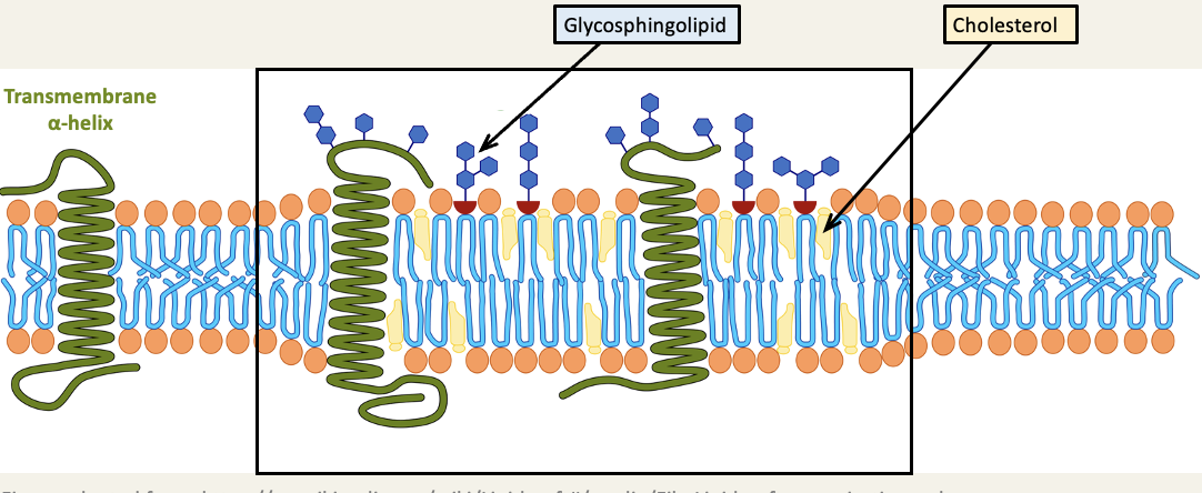 <ul><li><p>lipid rafts are micro domains within the lipid bilayer that have a characteristic glycolipid and protein composition, they are believed to float freely in the bilayer, like a raft on water&nbsp;</p></li><li><p>subject of lipid rafts is still hotly debated - everyone agrees the plasma membrane is not uniform though&nbsp;</p></li></ul><p></p>