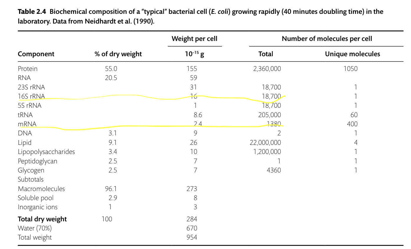 <p>In a typical rapidly-growing, exponential phase culture of E. coli, the ratio of 16S SSU rRNA molecules to mRNA molecules is approximately______ </p>