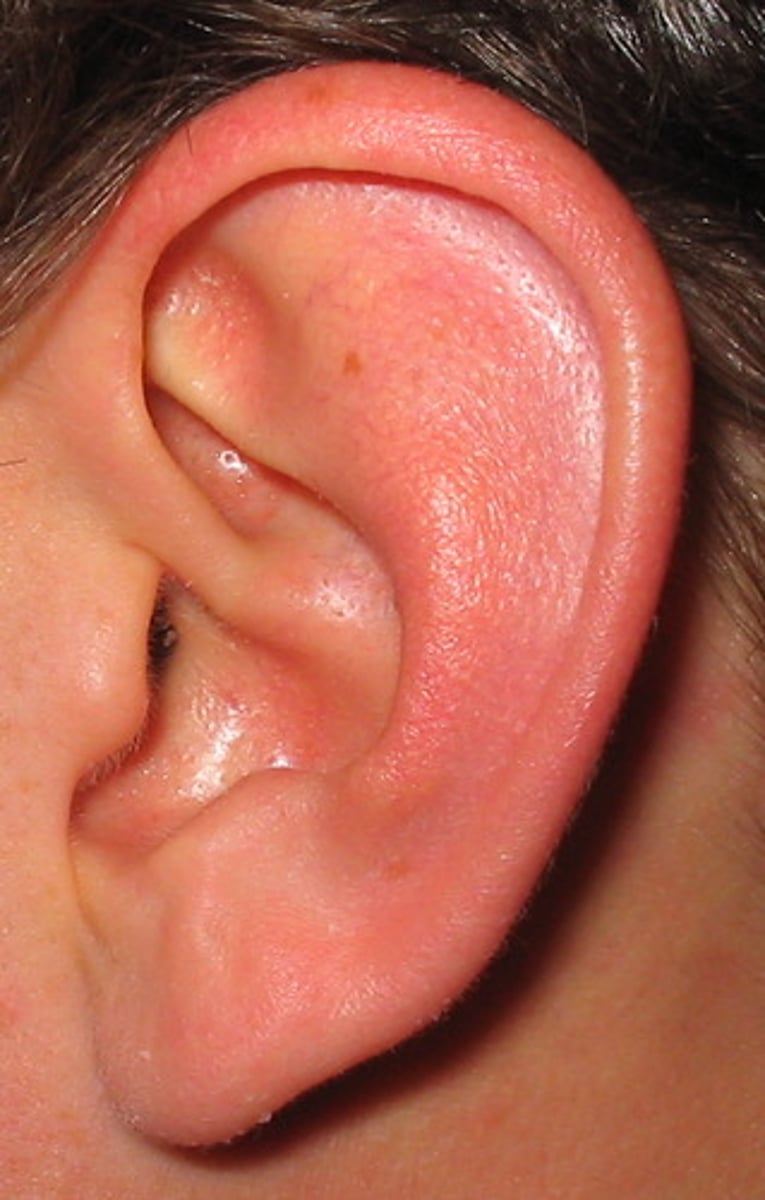 <p>la oreja</p>