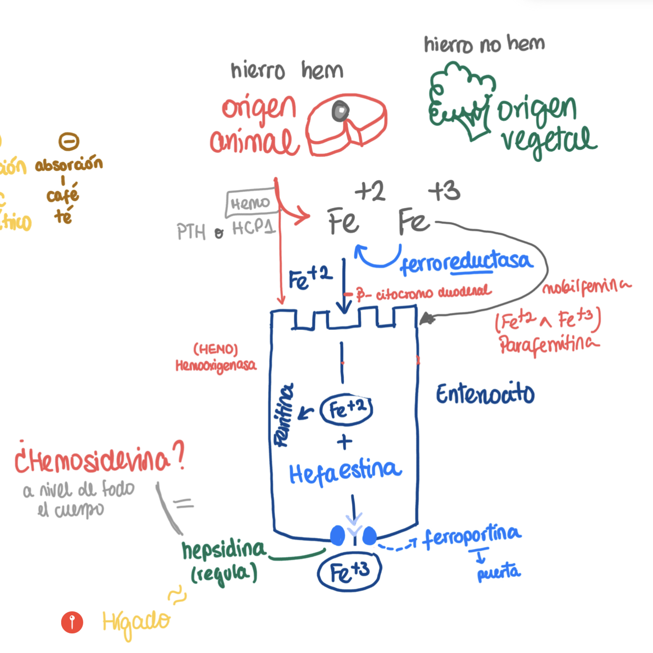 knowt flashcard image
