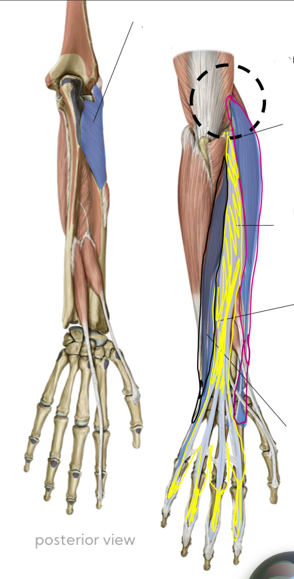 <p>Forearm Extensors: Extensor Carpi Ulnaris </p>