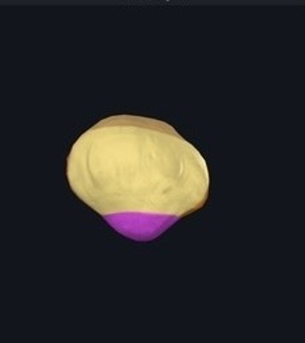 <p>Pointed end of the patella.</p>