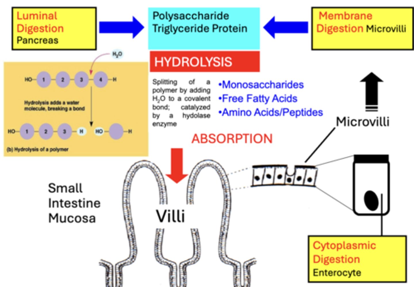 <p>A. Luminal (Cavital) Digestion is performed by digestive enzymes secreted into the GI Lumen </p><p>- mainly by pancreas but also stomach &amp; salivary glands</p><p>B. Membrane (Contact) Digestion is performed by digestive enzymes bound to apical Microvilli that comprise the "brush border" of small intestine enterocytes</p><p>C. Cytoplasmic digestion is performed by digestive enzymes located within the Cytoplasm of small intestine enterocytes</p><p>- Mainly relevant to protein digestion</p><p>result is the formation of smaller molecules that can be absorbed by small intestine</p><p>- Monosaccharides, Fatty Acids, &amp; Amino Acids</p>