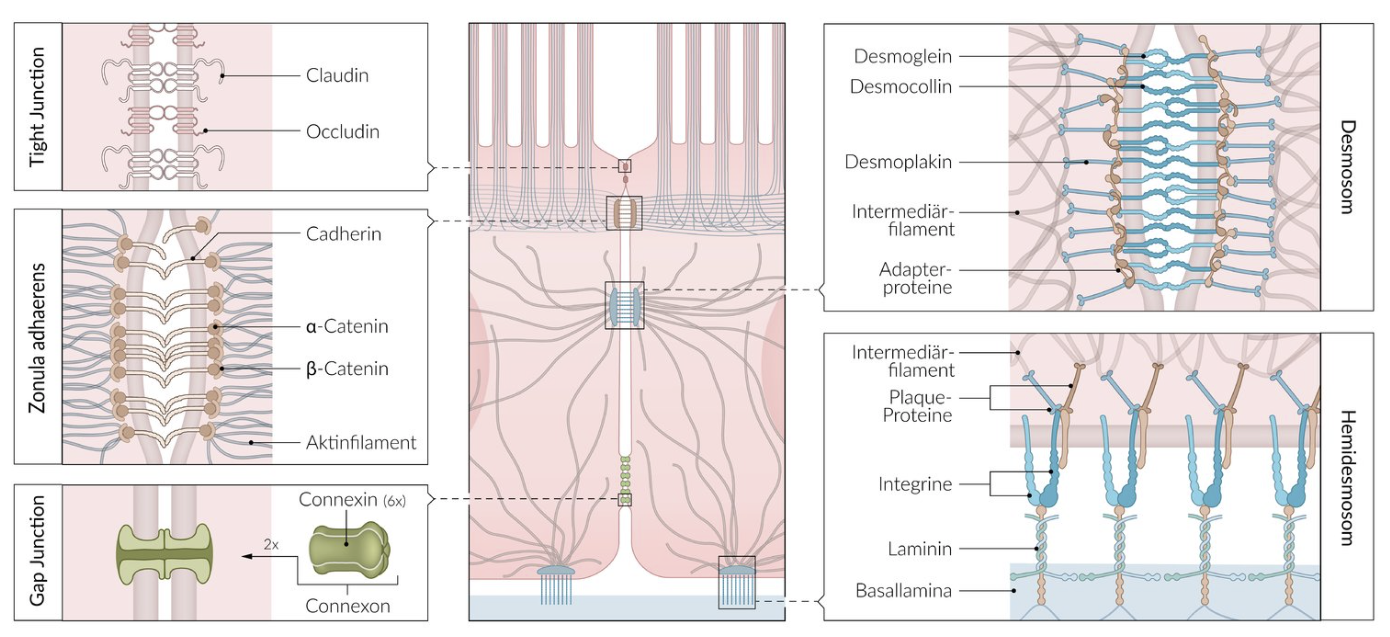 <p>B. Intermediate filaments</p>