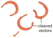 <p>A plasmid is cut using the <strong>same </strong>restriction enzymes. </p><p>This produces complementary sticky ends that match the gene.</p>