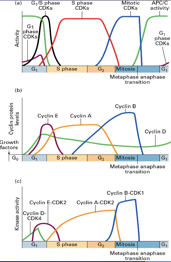 <ul><li><p><span><span>regulate the cell cycle by binding to and activating cyclin-dependent kinases (CDKs), which are enzymes that drive the cell cycle forward</span></span></p></li></ul><p>ex: <span><span>Classic Synchronized Sea Urchin Egg/Embryo</span></span></p><p></p>