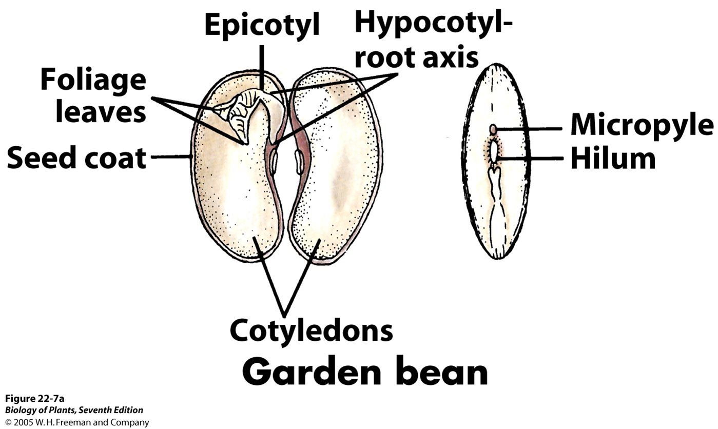 <p>cotyledons are food!</p>