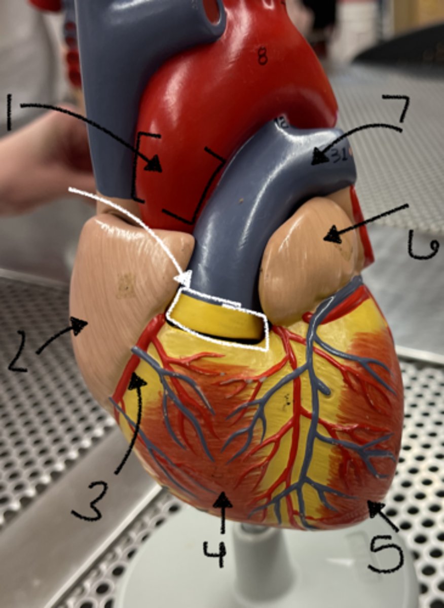 <p>what chamber is number 5</p>