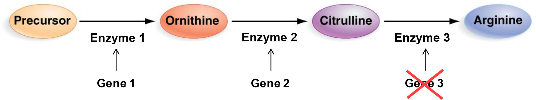 <p>What growth phenotype would you predict for a mutation in Gene 3?</p>