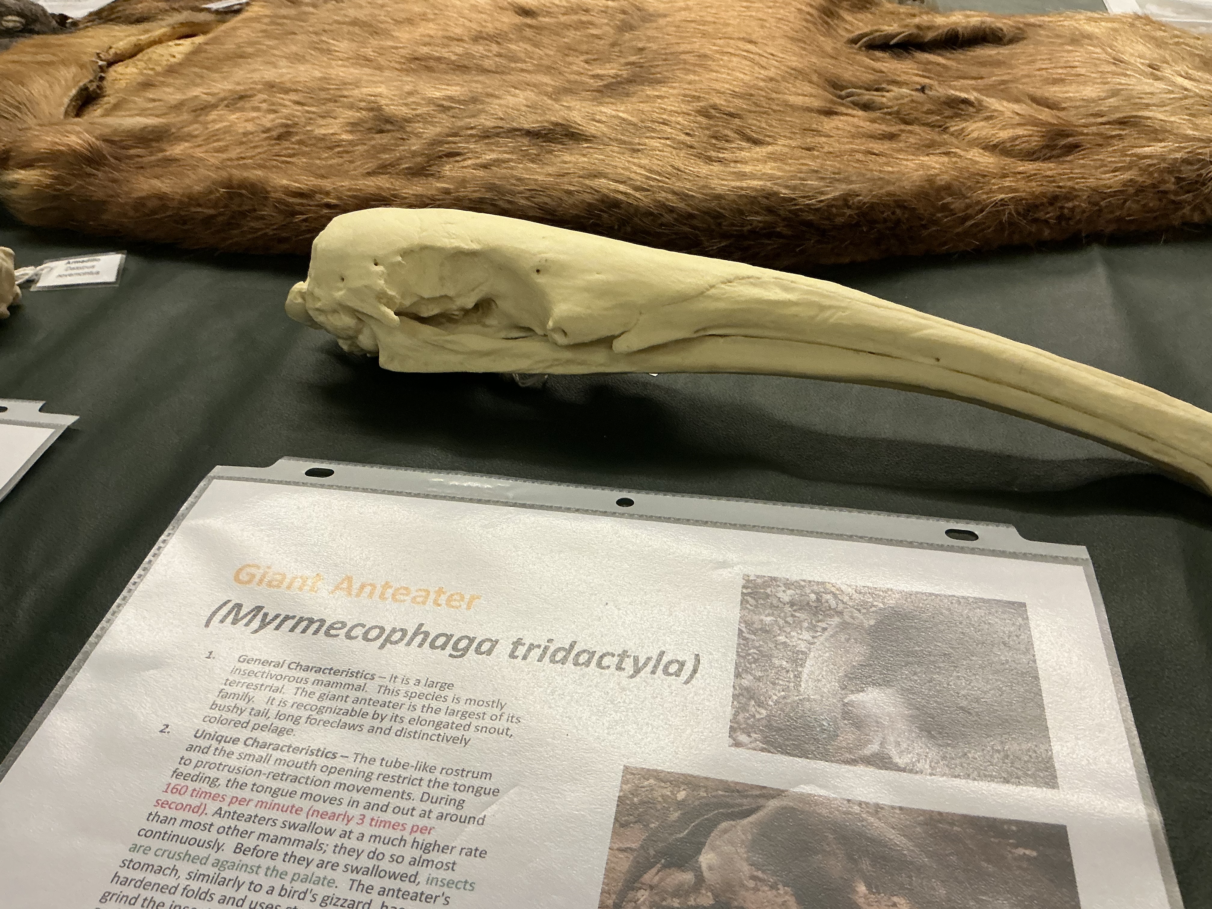 <p>How many times does the anteaters tongue move in and out of their mouths with feeding? What do they use instead of stomach acid?</p>