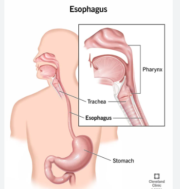 <p><span style="font-family: Droid Sans Mono, monospace">ESOPHAG/O</span></p>