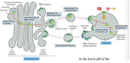 <ul><li><p><em><u>GlcNAc Phosphotransferase:</u></em> recognizes a cluster of neighboring amino acids (<strong><em><u>signal patch</u></em></strong>) on the surface of lysosomal hydrolases</p><ul><li><p>happening in the Golgi & serves to convert the terminal mannose to M6P (signal for sorting lysosomal hydrolases)</p></li></ul></li></ul><ul><li><p>A <em><u>mannose 6-phosphate </u></em><strong><em><u>receptor</u></em></strong> sorts lysosomal hydrolases in the trans golgi network</p><ul><li><p>**lysosome = membrane-bound organelle containing hydrolytic enzymes & digests worn out cellular components/extracellular materials taken in by endocytosis</p></li></ul></li><li><p>M6P modification binds to an adapter protein→ the M6P modification causes proteins to be destined for the lysosome</p><ul><li><p>at the lower pH of the endosome, the hydrolases dissociate from the M6P receptors</p></li></ul></li></ul><p></p>