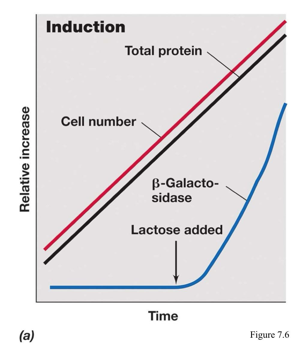 <p>The regulation wherein enzymes that catalyze the break down of a specific product (catabolism) are not made if the substrate is present.</p>
