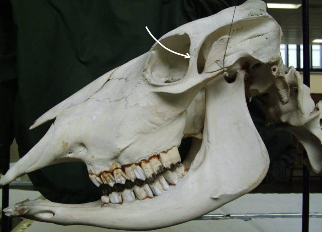 <p>Identify the labelled structure of this bovine skull</p>