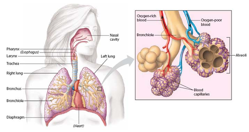 Gas exchange occurs more quickly with larger surface areas.  The lungs have a large surface area from having many alveoli.  The alveoli themselves have a large surface area because the cells that make up their wall have a flattened, thin shape.  A typical pair of human lungs contain about 300 million alveoli, producing 70m2 of surface area.
