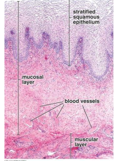 <p>- the epithelial cells release glycogen, metabolised by resident Lactobacilli producing lactic acid and decreasing pH (acidic) making it toxic to foreign pathogens</p><p>- The muscularis has an outer longitudinal layer and inner circular layer of smooth muscle that can stretch to accommodate intercourse and child birth</p><p>- Not a secretory epithelia, relies on cervical secretions</p>
