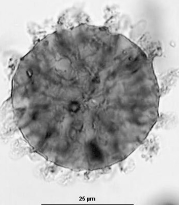 <p>Archaea, bacteria, or eukaryotes</p>