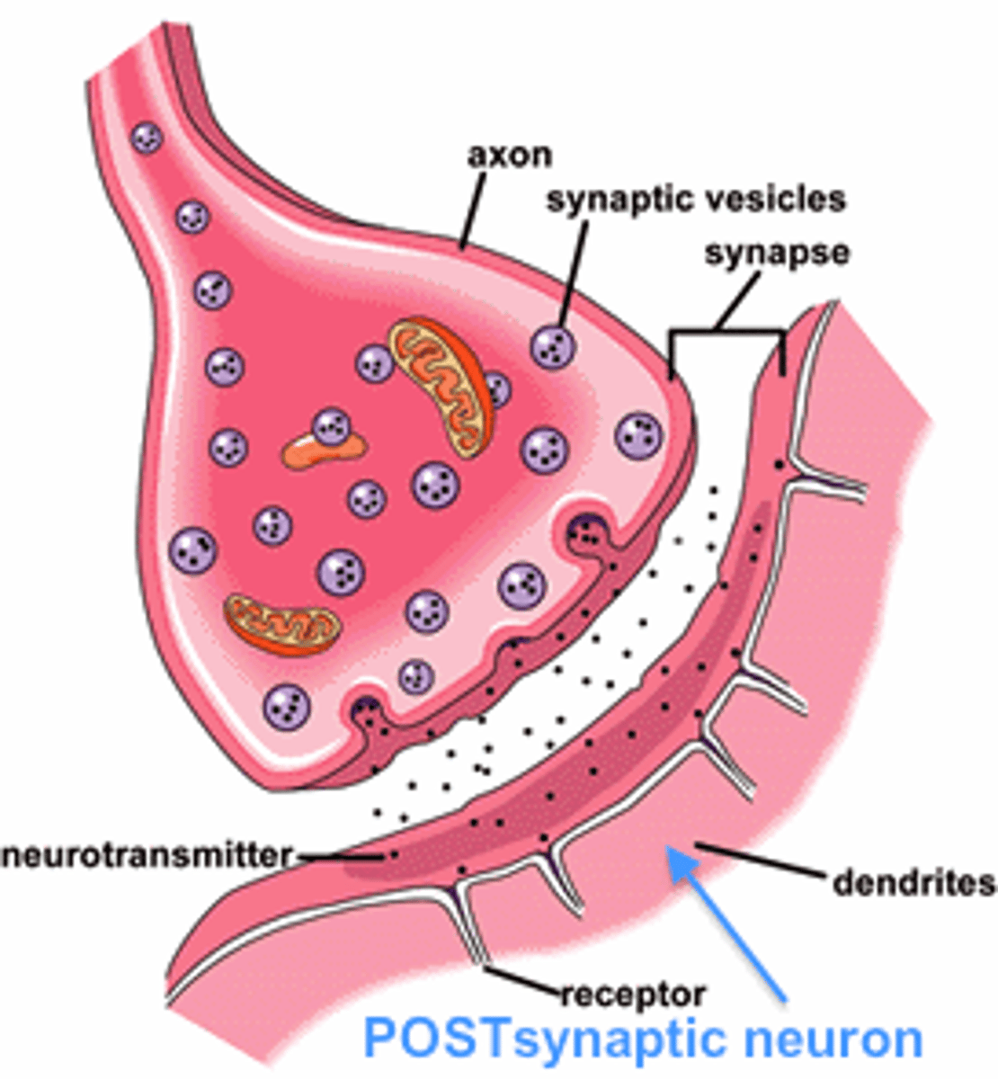 <p>the neuron on the receiving end of the synapse</p>