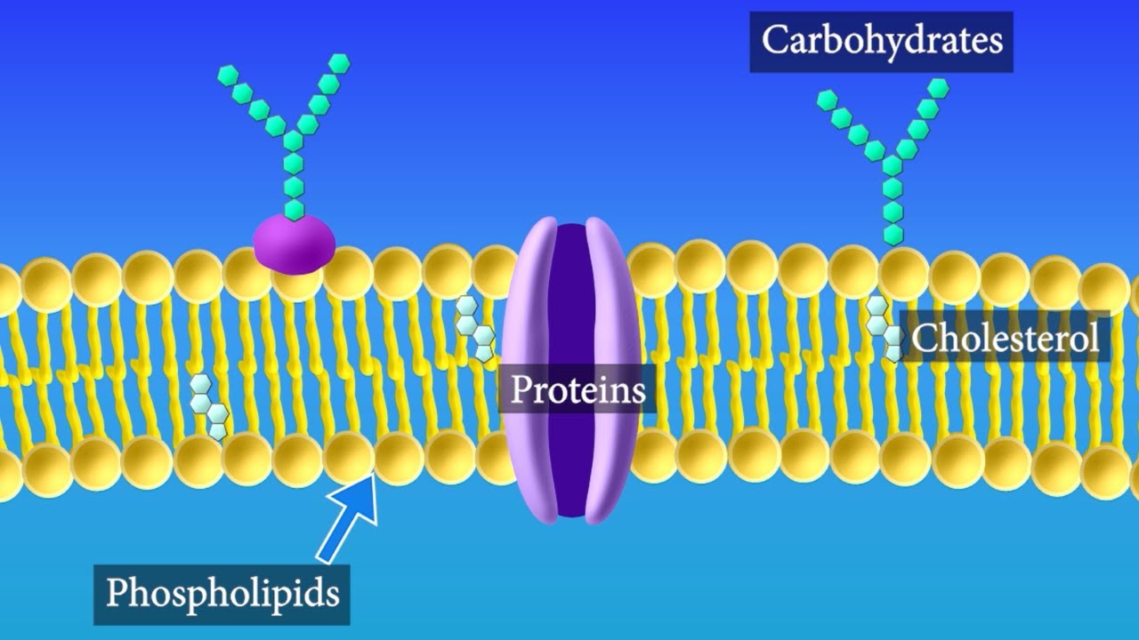 <p>Characteristics of Carbohydrates</p>