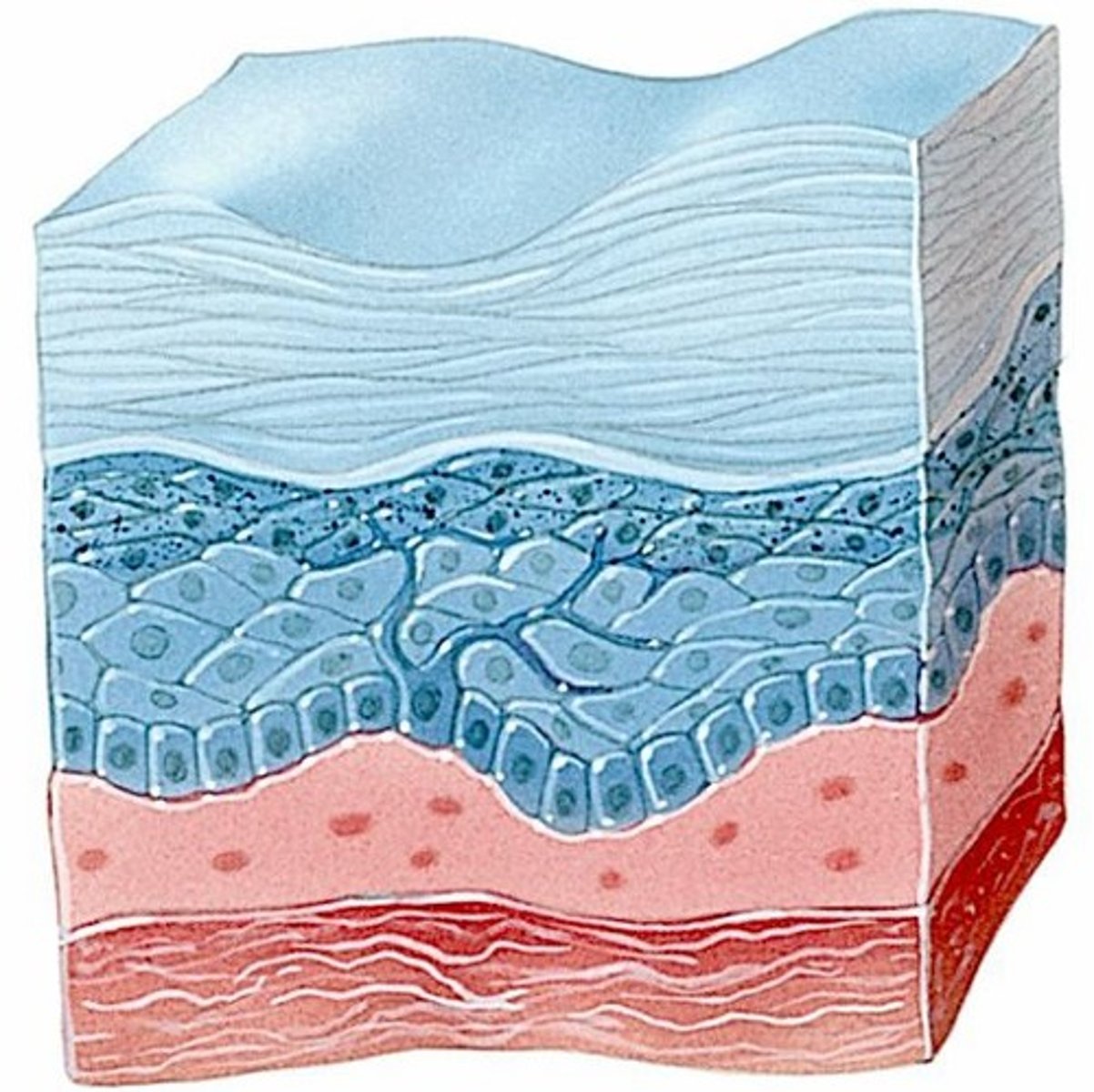 <p>Also called hypodermis, insulates and cushions.</p>