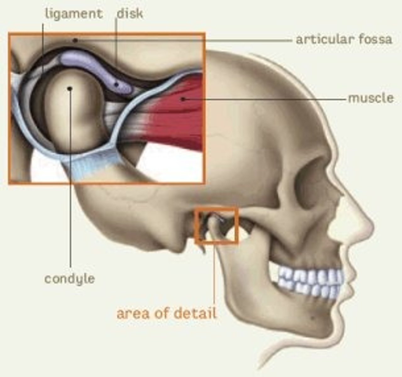 <p>The joint between the temporal bone and the mandible</p><p>It is an ellipsoid-condyloid joint (ball and socket).</p><p>This joint allows you to hinge and glide (front/back, side/side).</p>