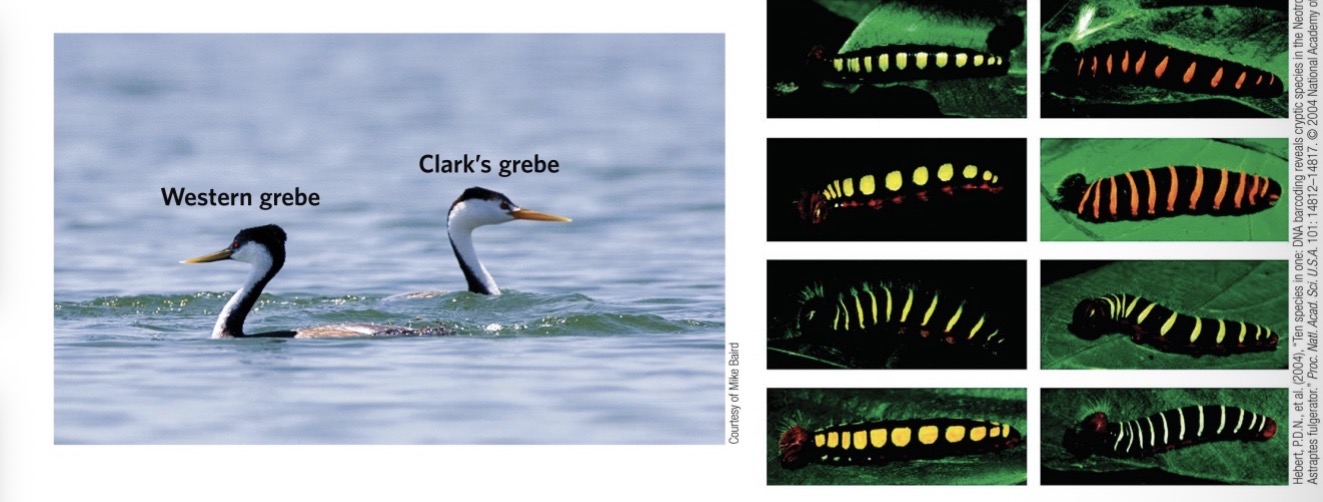 <ul><li><p>Linneus was the first to do this in the 17th century</p></li><li><p>Darwin came later and spoke on evolution</p></li><li><p>But both these scientists knew nothing about DNA or they lacked the tools to examine it</p></li><li><p>This often led to morphs of a single species being described as separate species.</p><ul><li><p>“These things look really different so they are different species “</p></li></ul></li><li><p>Ex. These 2 birds do not interbreed, but they look to be part of the same species when in reality they are not</p></li></ul><p></p>