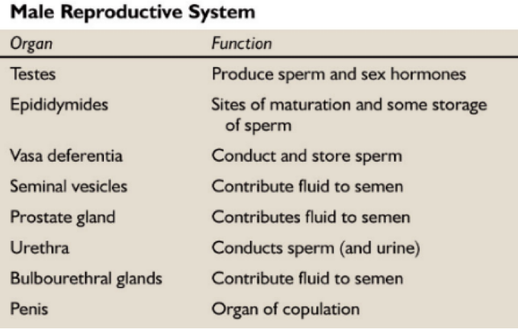 <p>Seminiferous tubules make sperm in testes</p>