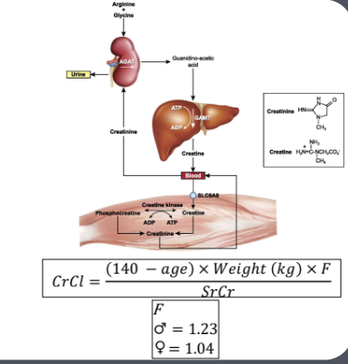 <ul><li><p> Estimate of a patients kidney function </p></li><li><p>Not based off BSA, less likely to over/under estimate function</p></li><li><p>Provides a ‘snapshot’</p></li><li><p>NB -if a patient is on renal replacement therapy creatine provides no useful information</p></li></ul><p></p>