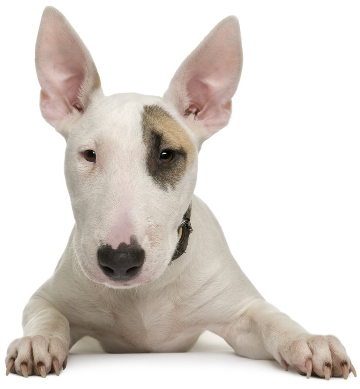 <p>bull terrier</p>