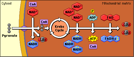 <ul><li><p>takes place in the mitochondria of the cell, in the presence of oxygen (aerobic condition).</p></li><li><p>Pyruvate (Or pyruvic acid) enters the Krebs cycle as Acetyl CoA.</p><ul><li><p>CO2 released as by product</p></li></ul></li><li><p>When Acetyl CoA is oxidized to carbon dioxide in the Krebs cycle, chemical energy is released and captured in the form of</p><ul><li><p>6 NADH</p></li><li><p>2 FADH<sub>2</sub>, (coenzyme to transfer electrons)</p></li><li><p>2 ATP molecules.</p></li></ul></li><li><p>This process is displayed in the above image. Note that in this image, CoA represents Acetyl CoA.</p></li></ul><p></p>