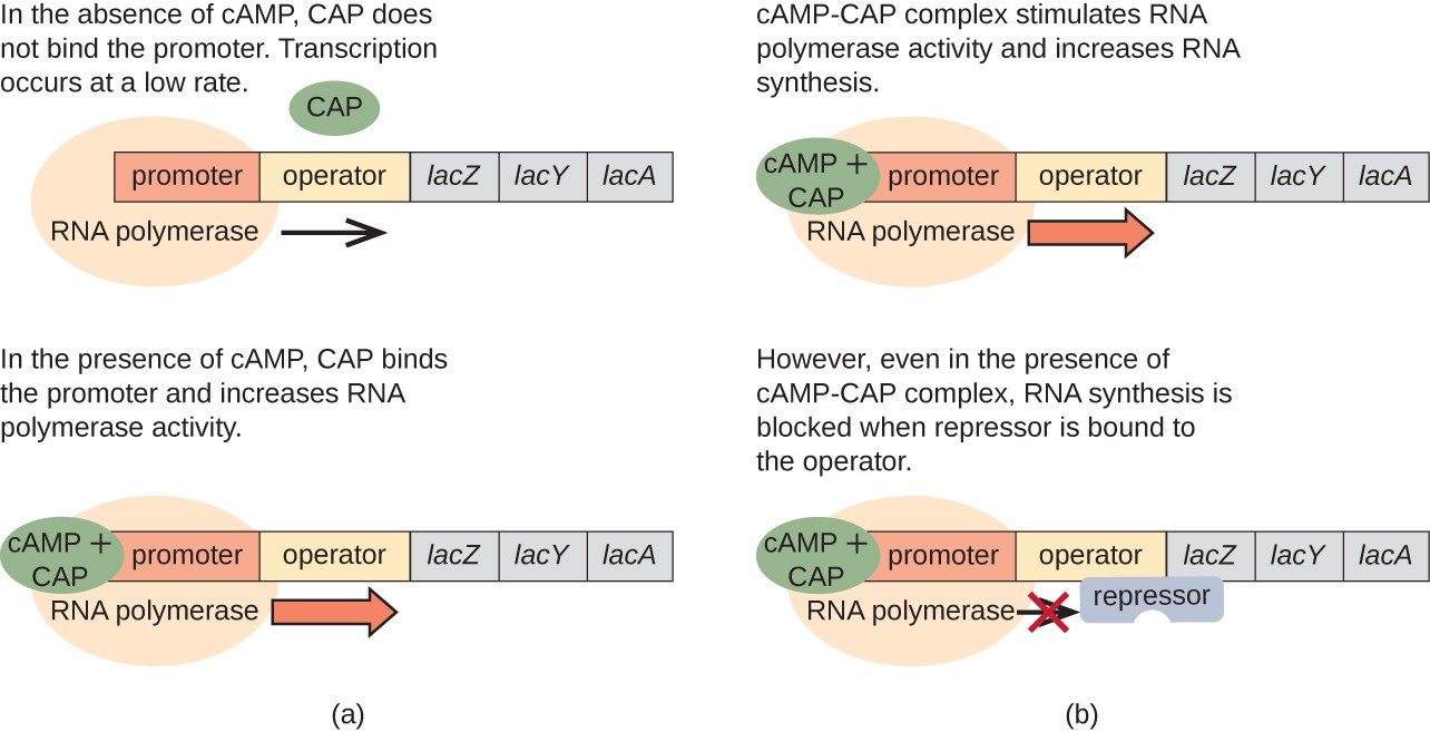 <ul><li><p>some promoters have low affinity </p></li><li><p>cap increases affinity of RNA for promoter site </p></li><li><p>CAP functions when glucose is unavailable </p></li><li><p>when glucose is low there’s an increase in cAMP which causes the activation of CAP —&gt; lac operon turns on so lactose can be used instead of glucose </p></li><li><p>when glucose and lactose are high the lac operon is turned on but not producing much protein as glucose is the preferred substrate </p></li></ul><p></p>