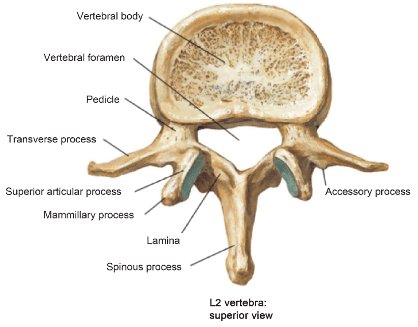 <ul><li><p>The pedicle connects the body and transverse process</p></li><li><p>The Lamina connects the spinous and transverse process</p></li></ul><p></p>