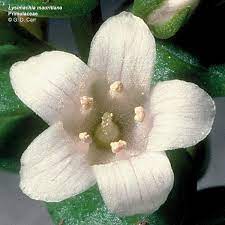 stamens are directly in front of petals
