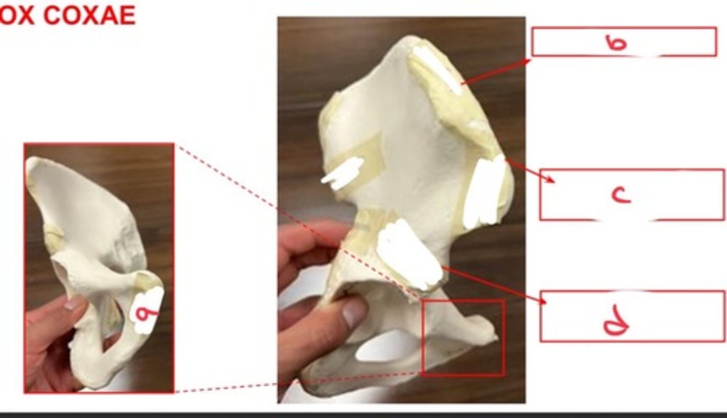 <p>what structure is labeled by c?</p>