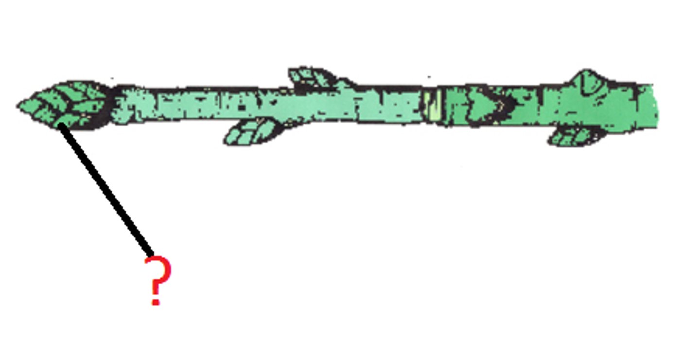 <p>Scale-like modified leaves protecting lateral and terminal buds.</p>