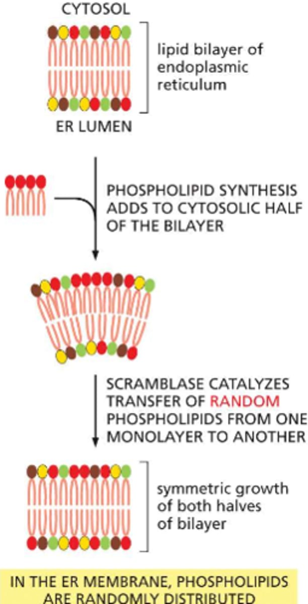 <p>phospholipid transfers are catalyzed by a scramblase -- a type of transport protein that removed randomly selected phospholipids from one half of the bilayer and inserts them in the other half. this results in an even distribution between each monolayer of the ER</p><p>some of this newly synthesized membrane will remain in the ER and the rest will be used to supply fresh membrane to other compartments of the cell (including the golgi apparatus and the plasma membrane)</p>