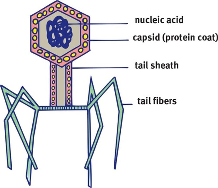 <p>- A sheath and tail fibers</p><p>- Sheath: syringe; injects genetic material into bacterium</p><p>- Tail fibers: help the bacteriophage recognize and connect to the correct host cell</p>