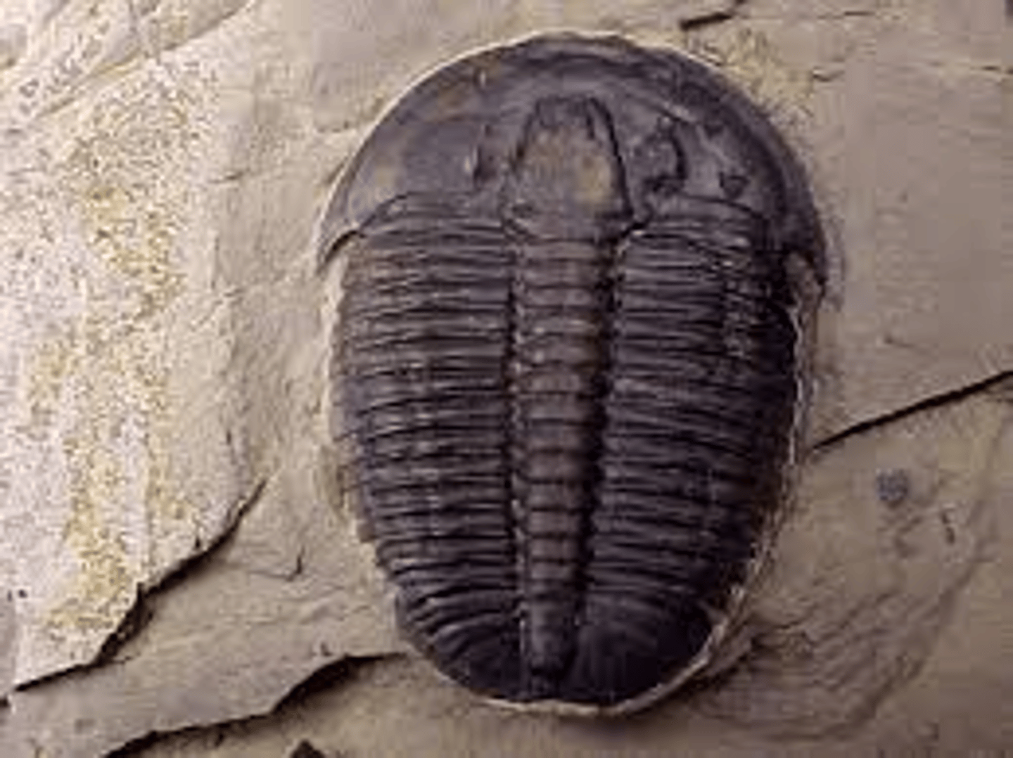 <p>includes trilobites, 2 appendages</p>