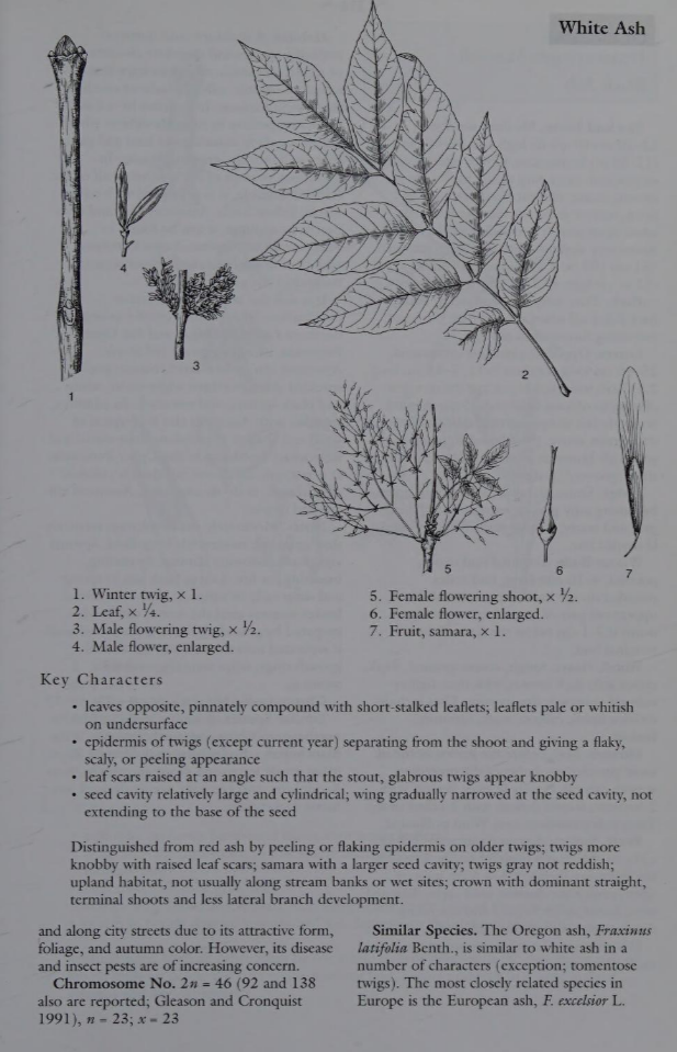 <p>Family: Oleaceae</p><p>Physiognomy: Nt Tree</p><p>Common Name: White Ash</p><p>Twig:Y</p><p>Leaf: Opposite, pinnately compound, leaflets usually 7-9, looks like hickory but more narrow at the top of the leaf. Serrate</p>