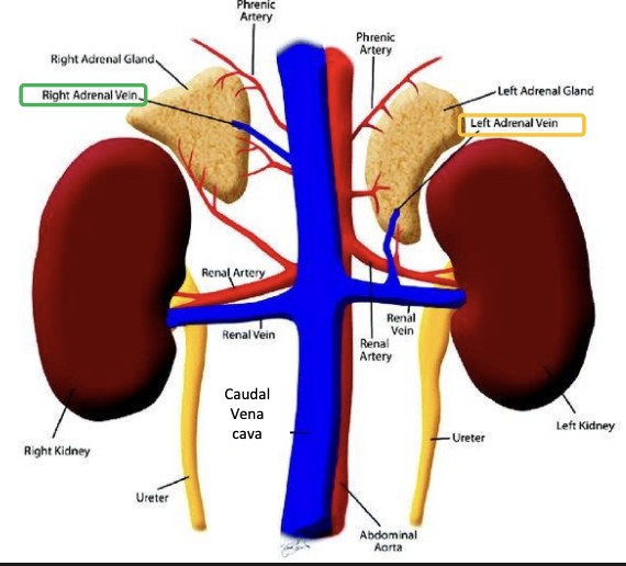 <p><strong><u>Right adrenal vein empties into:</u> </strong><span style="color: rgb(114, 9, 183);"><strong>Vena cava</strong></span></p><p><strong><u>Left adrenal vein empties into:</u> </strong><span style="color: rgb(114, 9, 183);"><strong>Left renal vein </strong></span></p><p></p>
