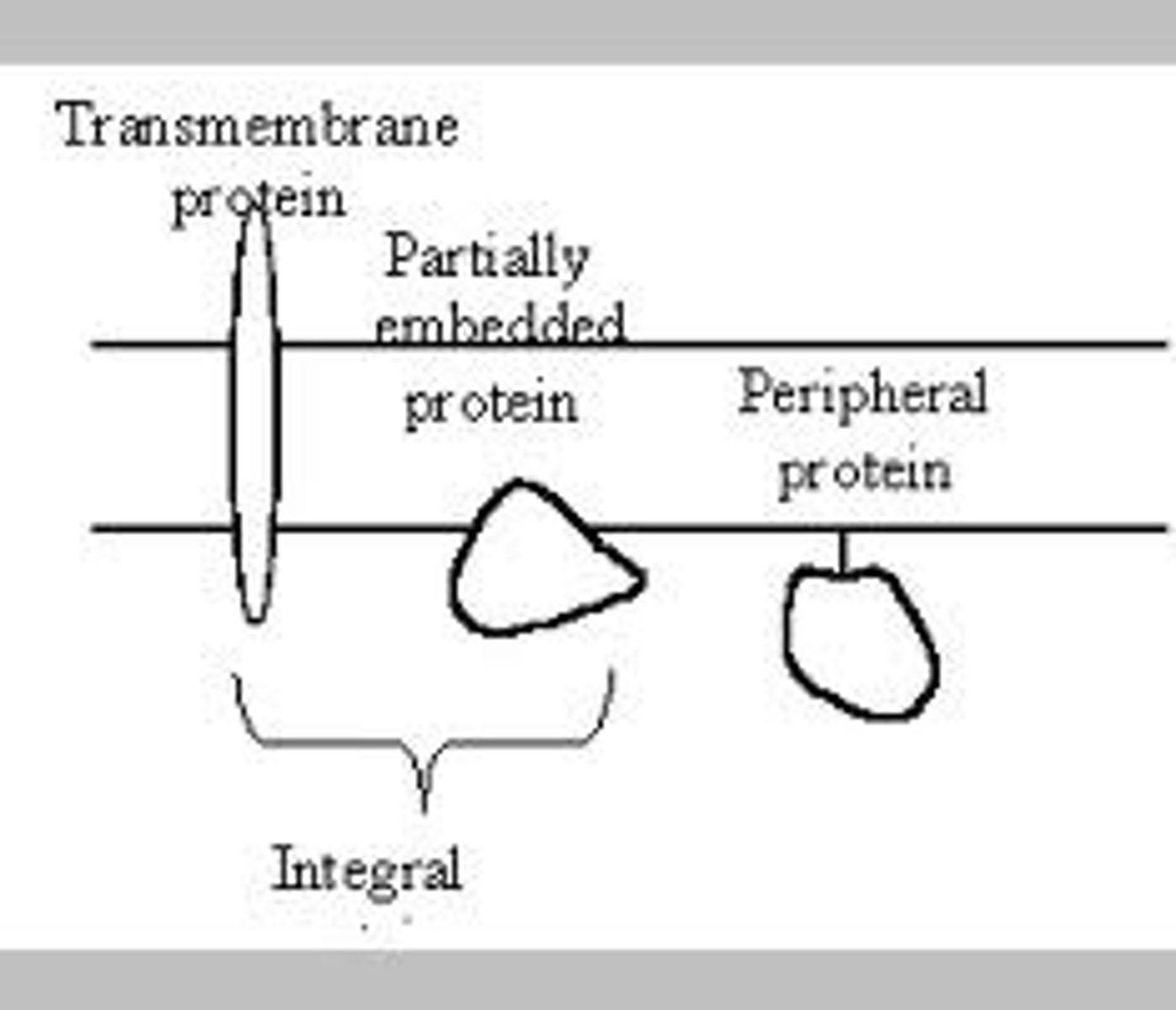 <p>Peripheral proteins are hydrophilic on their surface, so are not embedded in the membrane.</p>