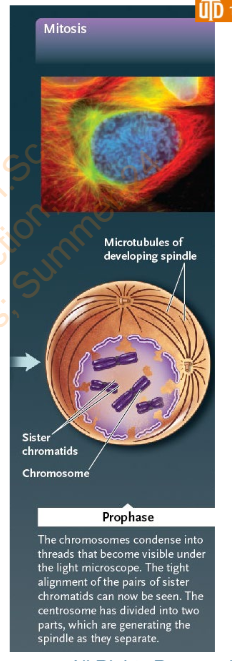 <ul><li><p>Chromosomes condense into chromatin </p></li><li><p>Nucleolus becomes smaller and disappears </p></li><li><p>The mitotic spindle begins to form between the two centrosomes as they migrate toward the opposite ends of the cell, where they will form spindle poles</p></li></ul>