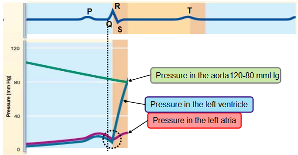<p><strong>ventricular isovolumetric contraction</strong></p><ul><li><p>the QRS complex occurs&nbsp;</p></li><li><p>the ventricle starts contracting → the pressure in the ventricle progressively increases</p></li><li><p>a small volume of blood is pushed into the atrium, closing the AV valve temporarily increasing the pressure in the atrium</p></li><li><p>split second phase - ventricles are completely closed, and volume in unchanged</p></li><li><p>the pressure in the aorta is higher than the pressure in the ventricle, the blood is still not ejected into the aorta (pressure goes from high to low)</p></li></ul><p></p>