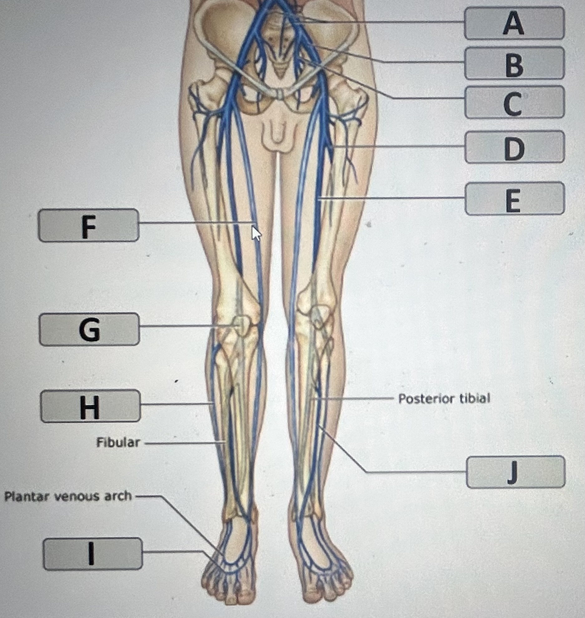 Identify the major vein labeled G. 
